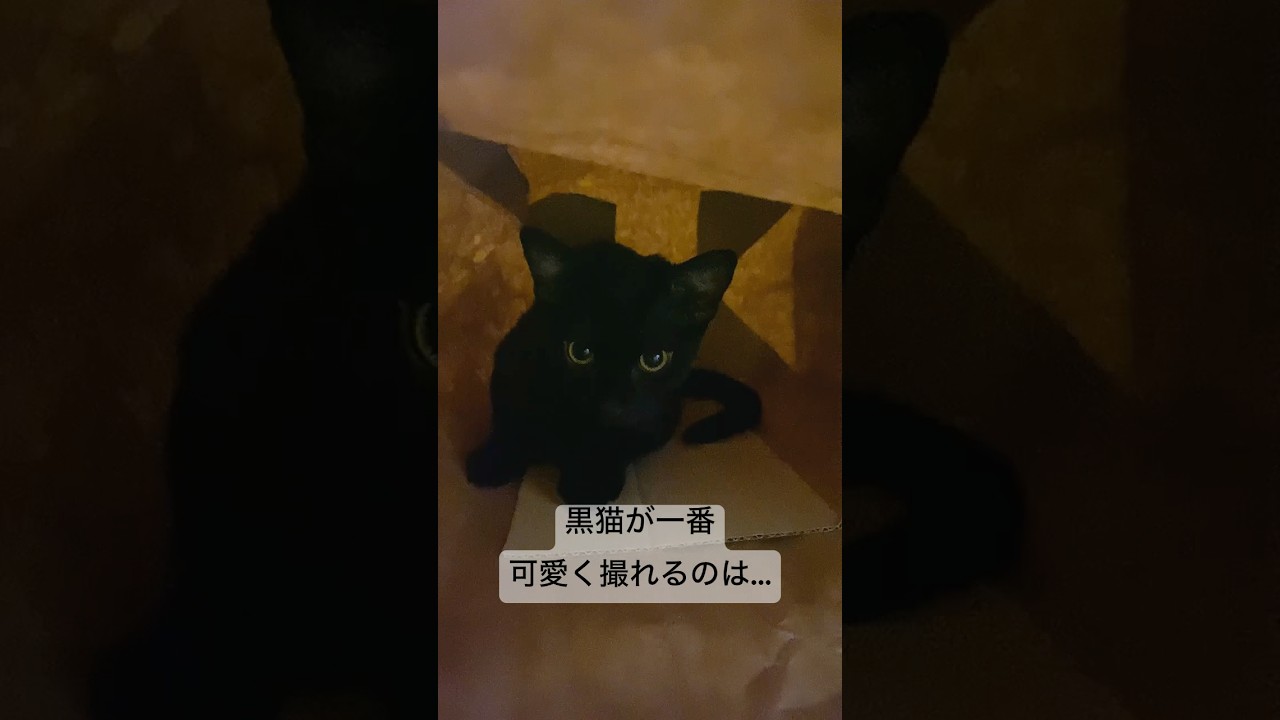 黒猫の可愛い撮り方🐈‍⬛　#黒猫 #ボンベイ #cat #bombay #猫のいる暮らし #ねこ #ネコ #猫 #好きな子猫 #猫好きさんと繋がりたい #猫動画