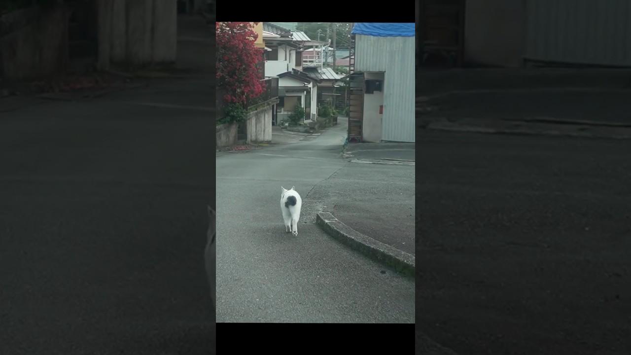 チッポ！ふりふり！テクテク小走り散歩│いつもの散歩道│熱海│伊豆│野良猫│保護猫│ジャパニーズボブテイル│日本猫