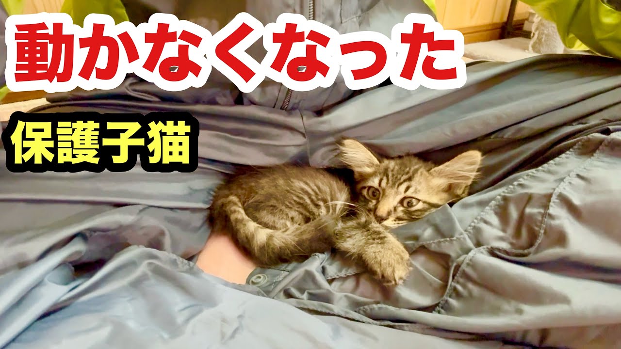 腰が抜けて動けなくなった保護子猫