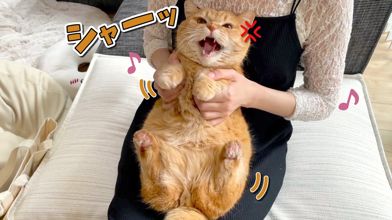 激おこなのに踊ったらどうでもよくなっちゃった猫が可愛すぎる！w