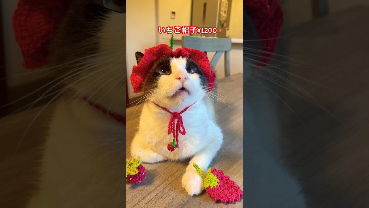 いちごの帽子とセットで付いてくる猫、猫は0円です #猫のいる暮らし#shorts