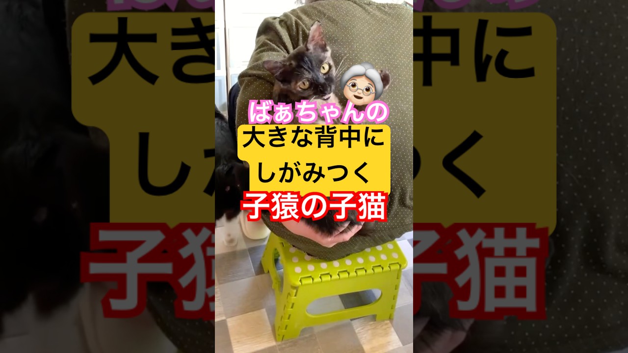 保護20日目にして子猿化したサビ猫のまめ🐒