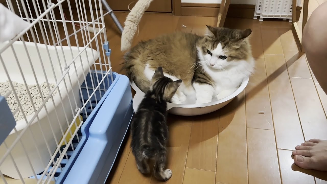 子猫よりも遊び上手で無邪気すぎる猫