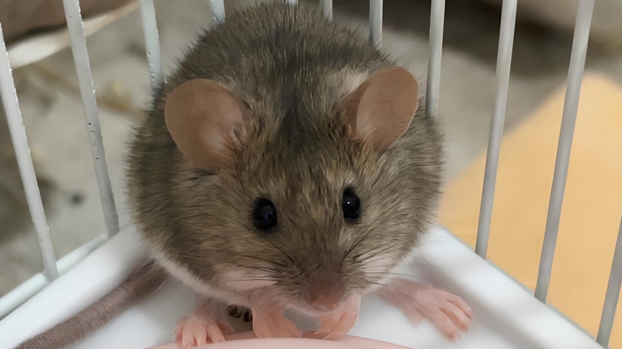 信じられないネコの超能力、人間とは比較に成らない超能力でネズミを見つけ出した。