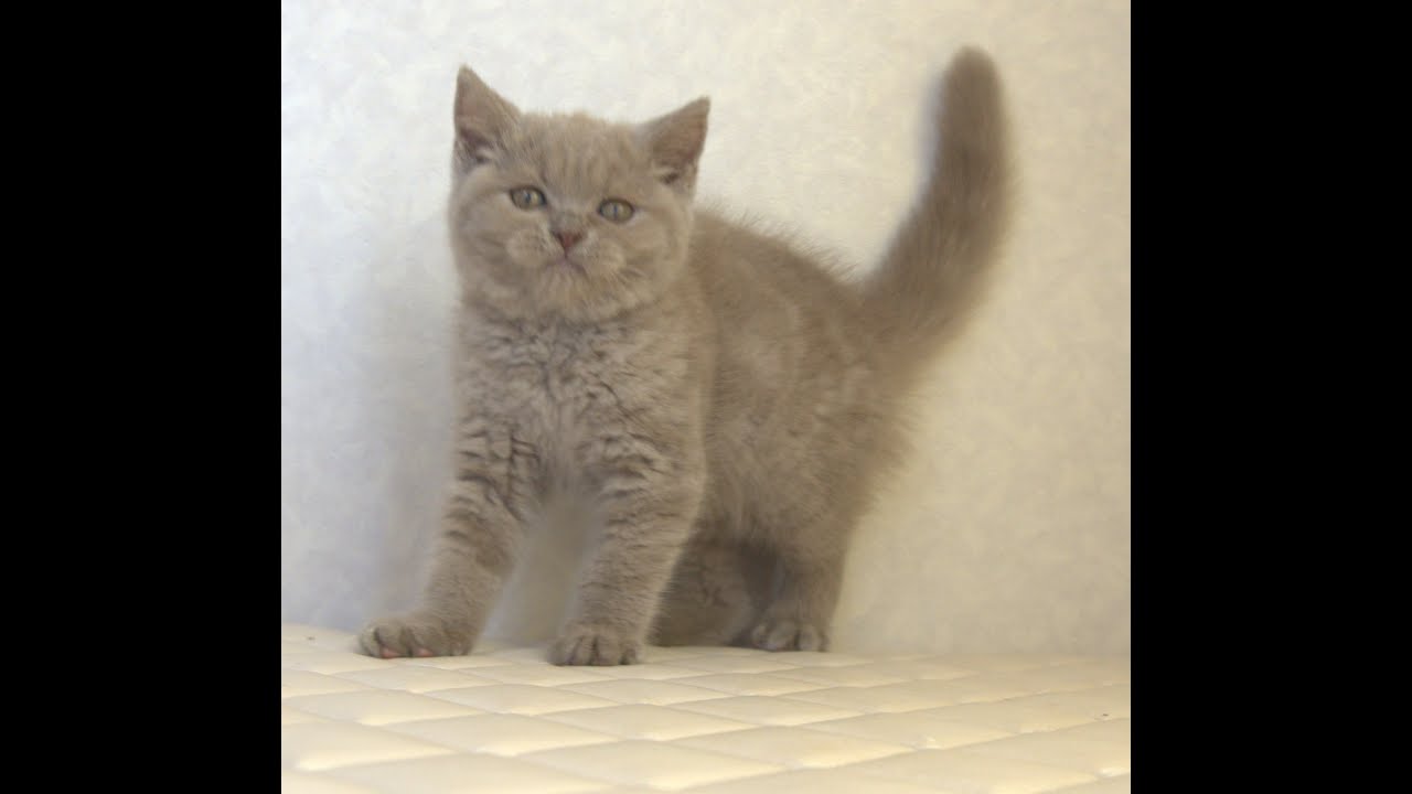 ブリティッシュショートヘアー子猫　British Shorthair　2025.4.4産まれ　ライラックタビー　女の子　シーダキャット猫のお店