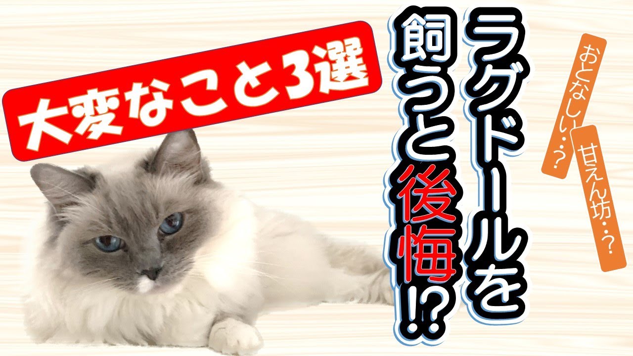 【ラグドール猫を飼う前に見て!!】これが耐えられるなら飼える！？「飼いにくいと感じる３つの大変なポイント」Ragdoll. How to breed a cat.