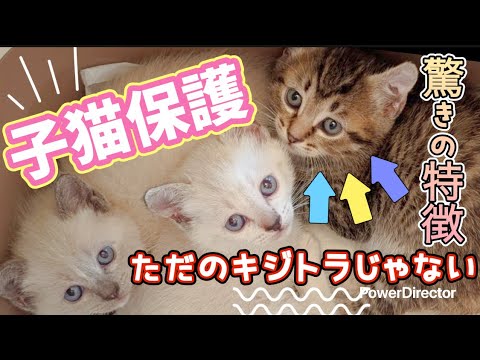 【子猫保護】【シャムミックス】【キジトラ】ただのキジトラじゃないとんでもなくかわいい特徴を持ったキジトラを保護！！