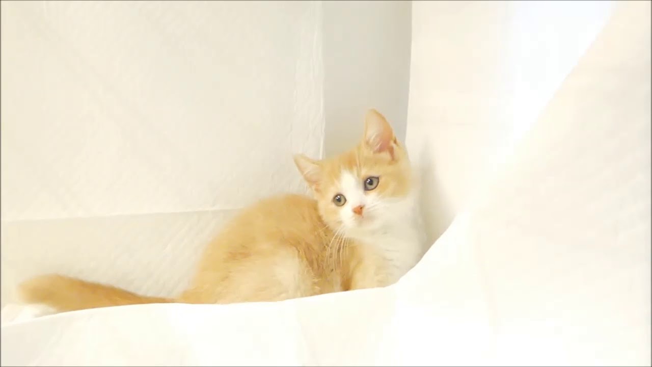 ブリティッシュショートヘアクリームホワイト●アゴはネコ猫専門  猫ネコ専門 新宿 都内　渋谷　池袋　猫専門  猫 東京  ネコ専門 新宿 都内　渋谷　池袋　東京駅