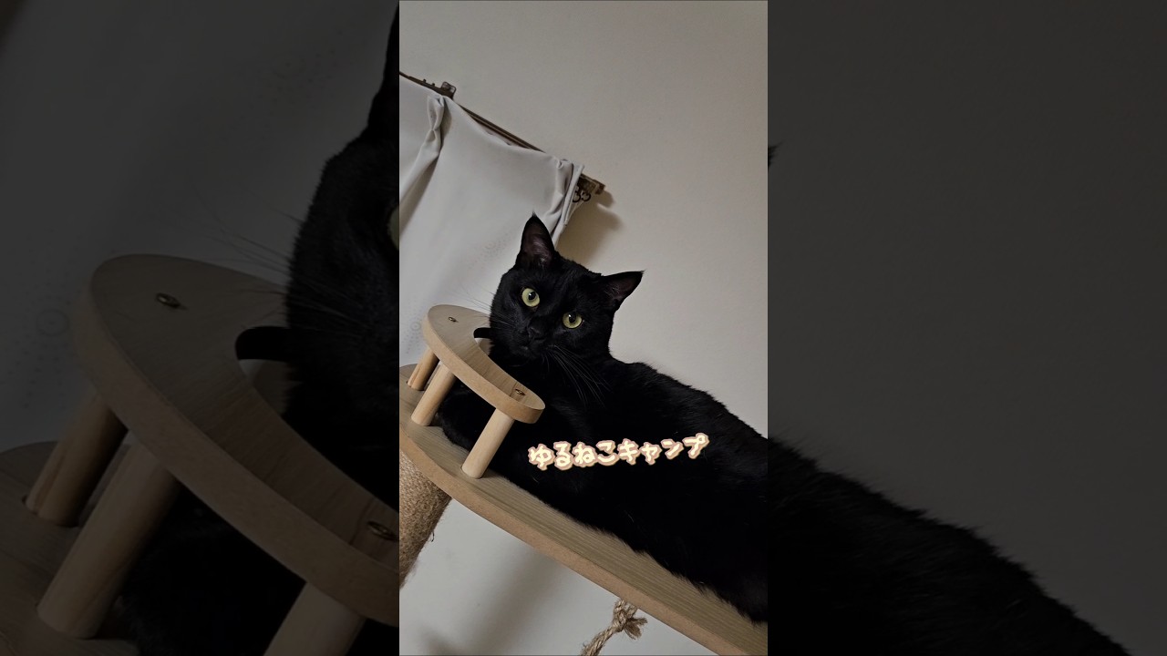 ねこ三兄弟　#黒猫 #スコティッシュフォールド #エキゾチックショートヘアー