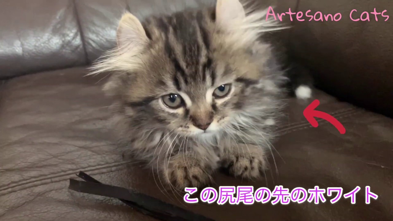 撮りたてルンバ！ キンカロー(マンチカン×アメリカンカール) マンチ立ち出来るかなぁ