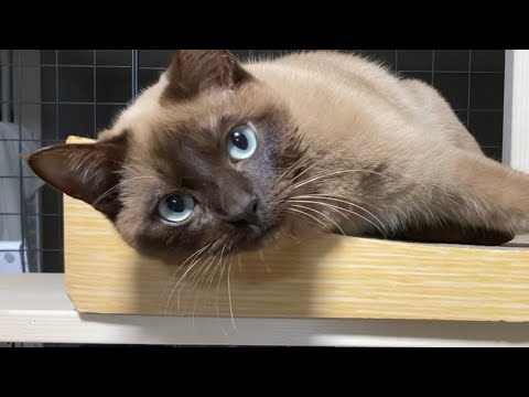 トンキニーズ 【2023/03/02】