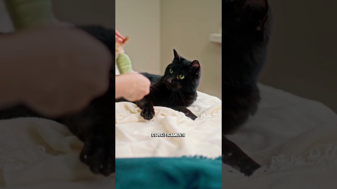 Gato Bombay un leopardo en casa #sabiasque #gatosnegros #catlover