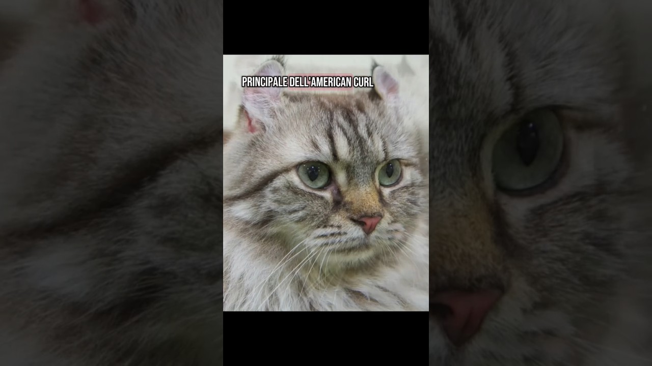 #americancurl #amantideigatti #perte #educatorefelino #neiperte #robertacatani #gatto #gatti