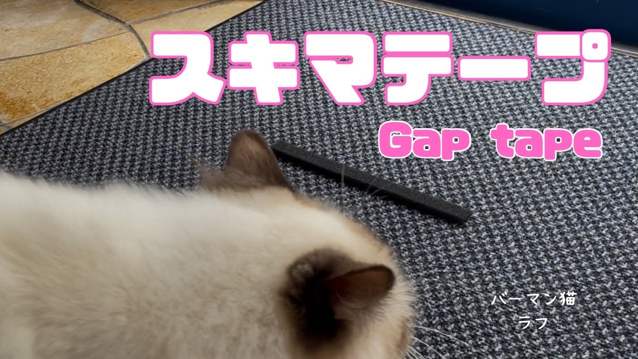バーマン猫ラフとウリ【スキマテープ】Gap tape（バーマン猫）Birman/Cat