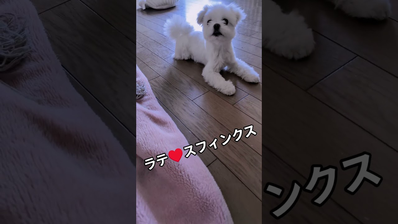 【ミックス犬】スフィンクスになったラテ  #ミックス犬  #マルポメ  #マルポメのラテ  #多頭飼い犬  #スフィンクス  #面白い犬  #個性的  #かわいい犬   #いぬのきもち