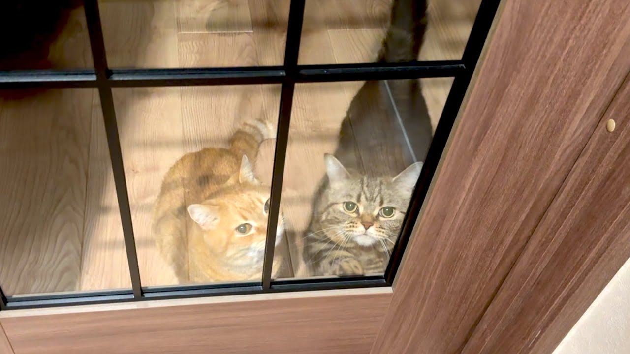 おかえりカラメルプリン