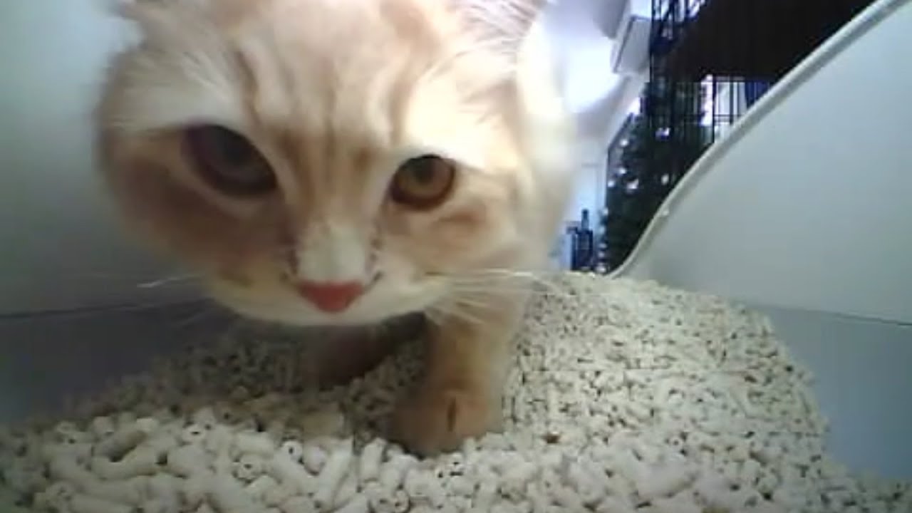 システムトイレを買ったら便利すぎました #猫 #cat #サイベリアン #siberian #システムトイレ