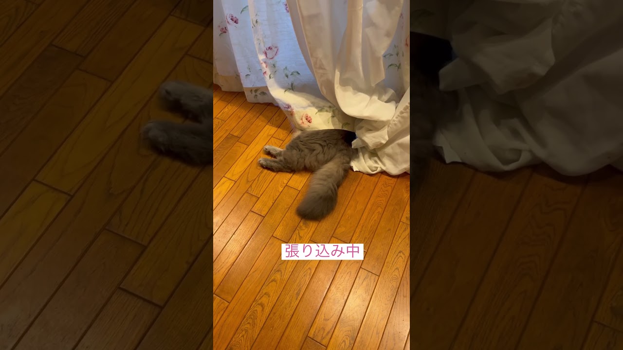 待つわ #ねこ動画 #アメリカンカール #catshorts