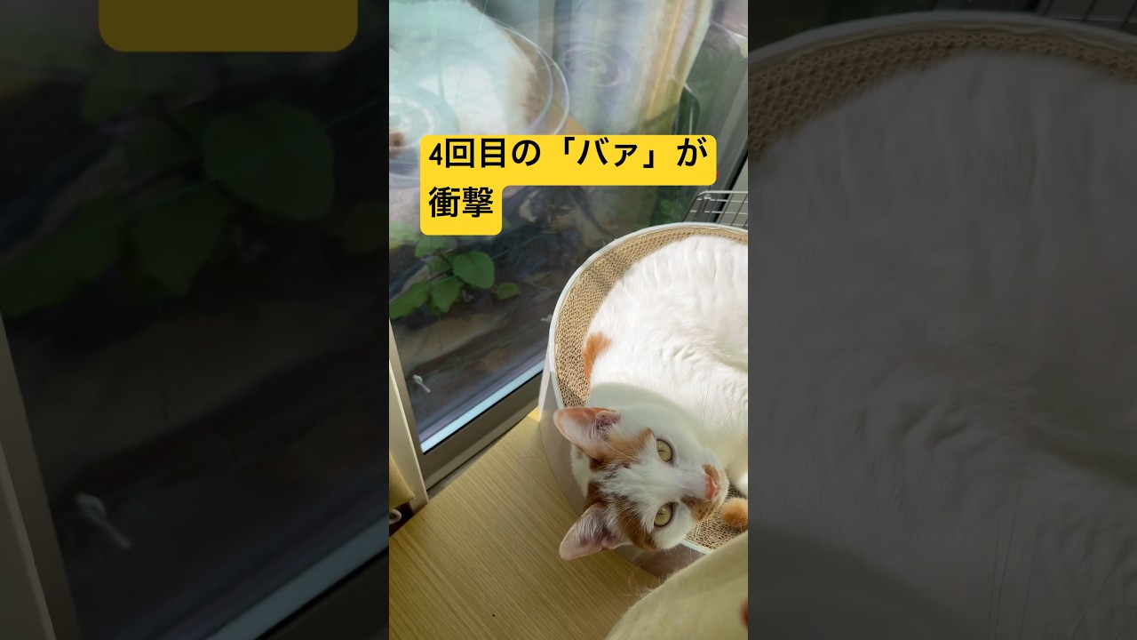 飼い主の心をくすぐってくる猫が可愛すぎてえぐい #cat #日本猫 #保護猫