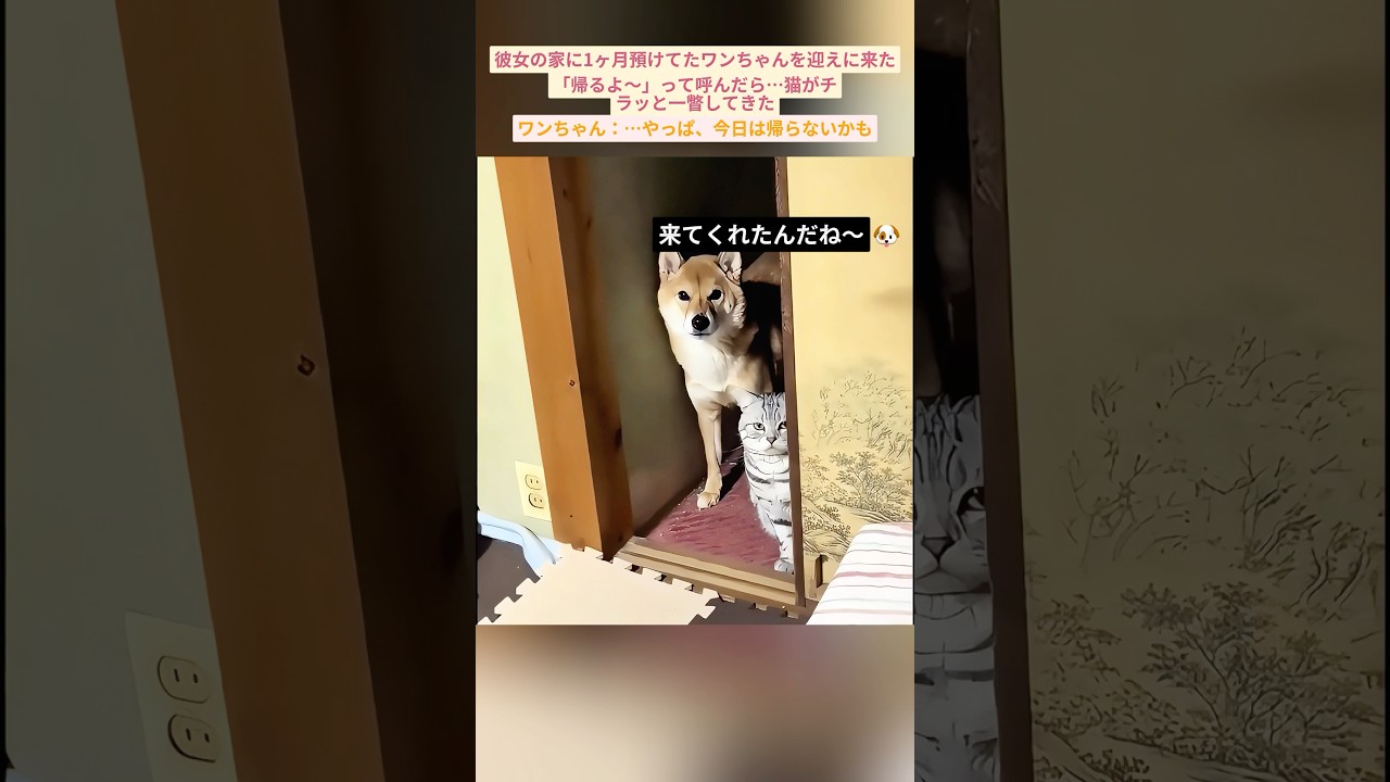 ご主人、ごめんね。猫の執事が帰らせてくれないの🐱🚫 #犬 #犬の考えは顔に表れている #おバカ犬の日常 #癒し #猫