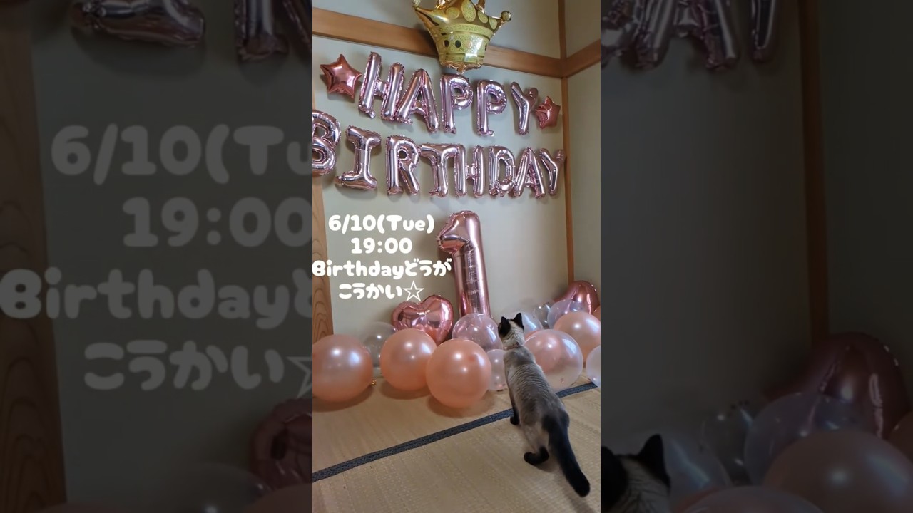 6/10(火) 公開Birthday動画予告 #cat #catshorts #保護猫 #シャム猫 #しゃむねこ #猫のいる暮らし #誕生日動画 #Birthday #happybirthday