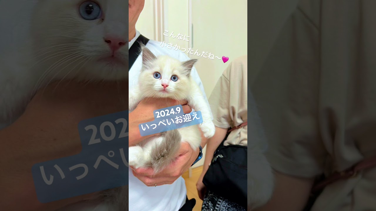 お迎えの日はいつまでも宝物🐈　#いっぺいdialy #ラグドール #猫好きさんと繋がりたい #猫のいる暮らし