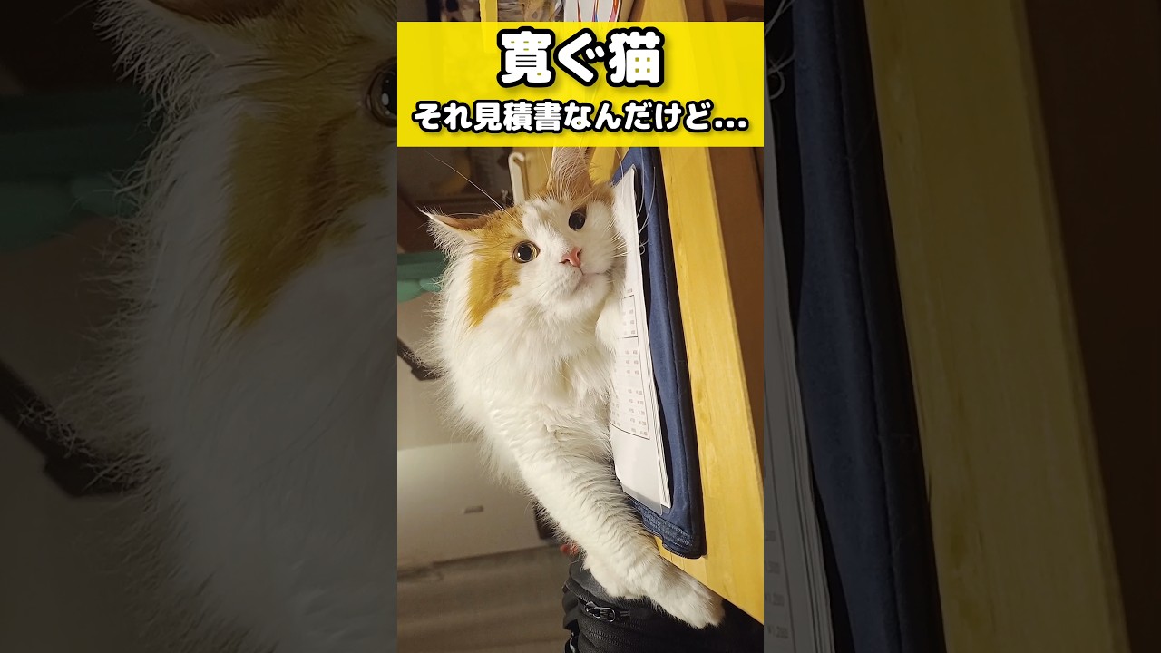 どこでも寛ぐ大型猫メインクーン #猫のいる暮らし #猫 #メインクーン #cat #mainecoon #catlover​  #catshorts​ #cute​ #cutecat​ #fyp​