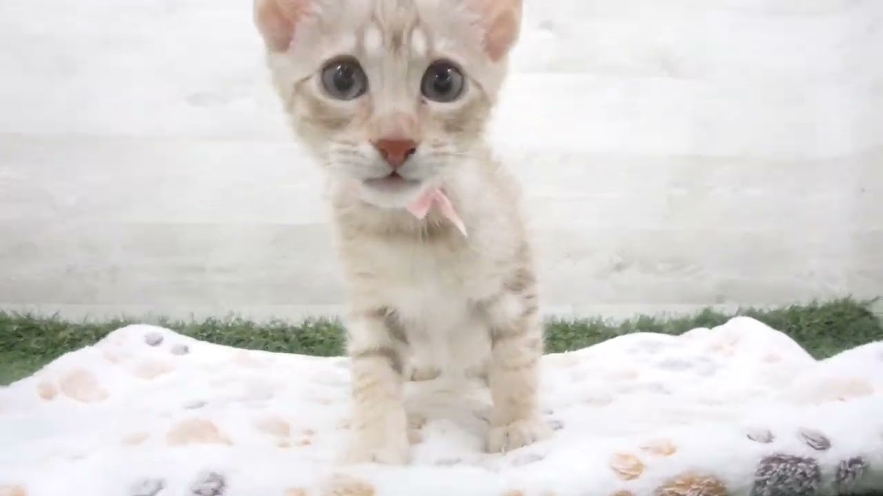 00607776 エジプシャンマウ