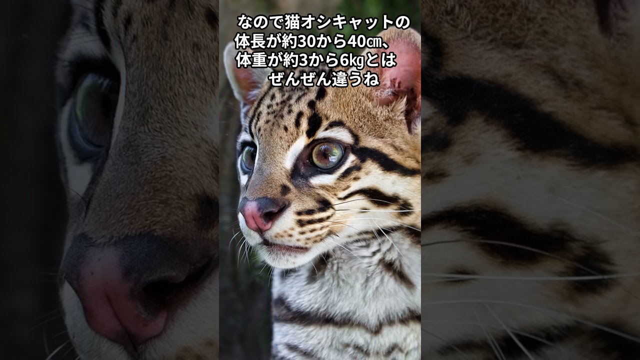 猫 オシキャット の名前の由来、これで覚えれる。オセロットやオシキャットの違いまた特徴的な性格等　#shorts #cats #オシキャット