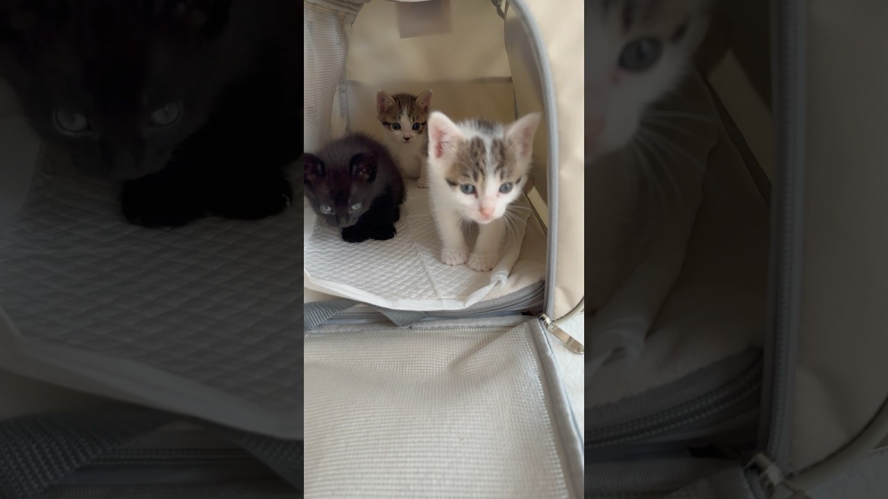 初めての〇〇にこわごわな1ヶ月の保護子猫3匹❤️  #shorts  #子猫動画 #保護子猫