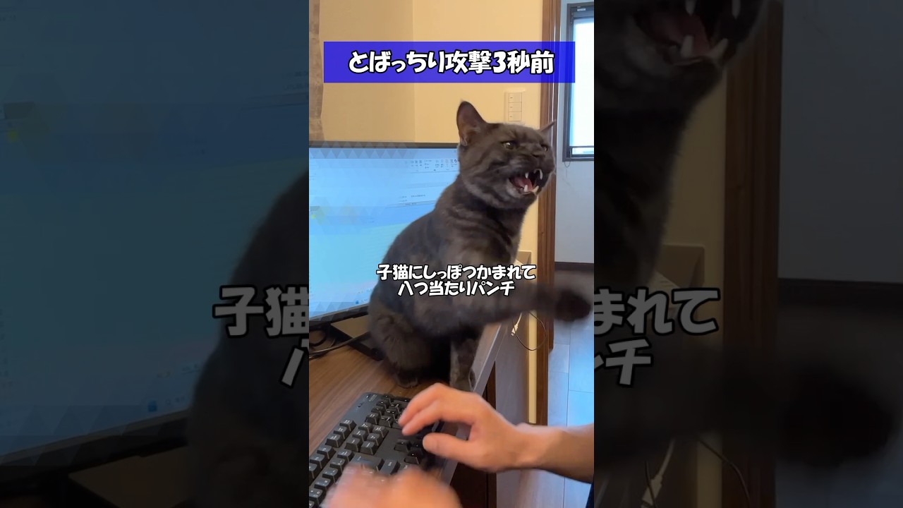 【㊗500万回再生】子猫のいたずらに対する黒猫の予想外のリアクションが可愛い！