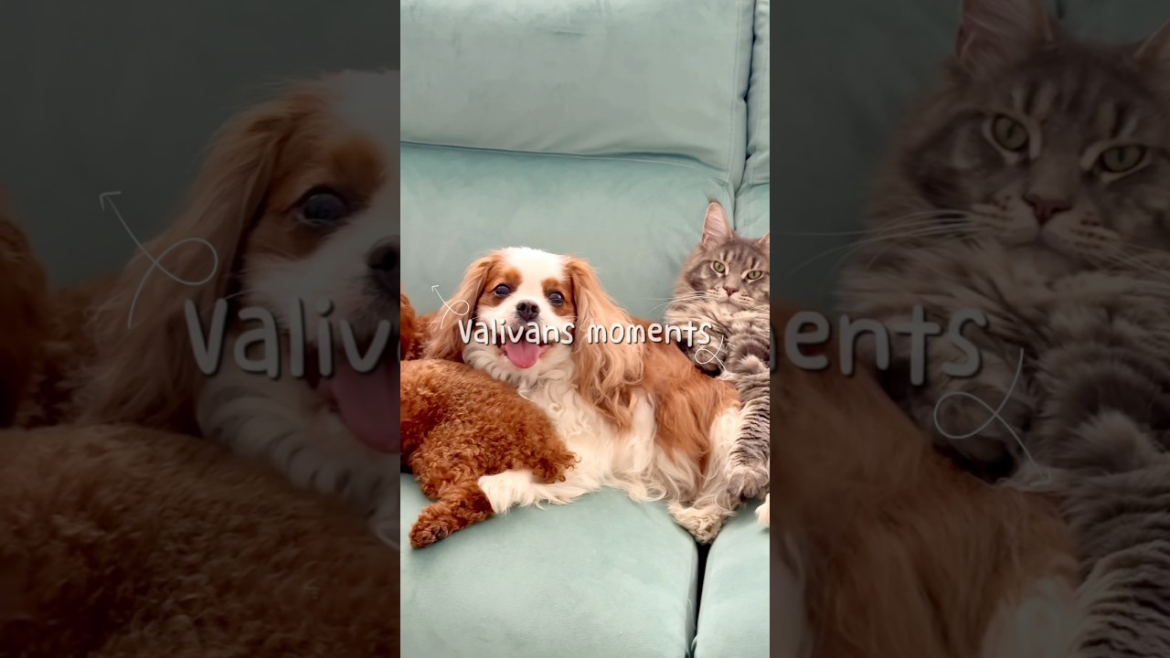 Pet Family Valivans🥰 Maine Coon, Cavapoo, Toy Poodle, Chihuahua, Cavalier King Charles Spaniel