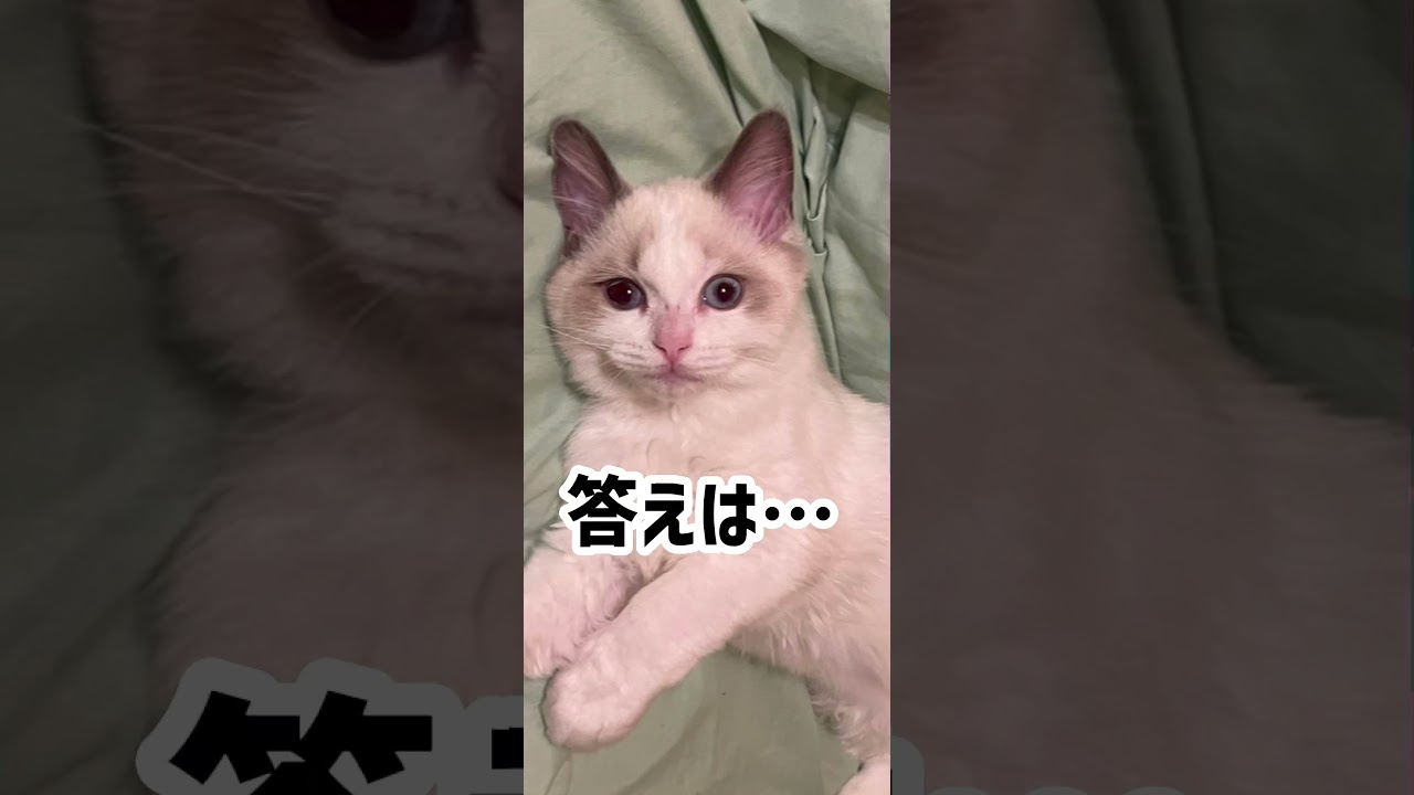 みんなの一番買ってよかった猫グッズは❓ #猫 #ラグドール #猫のいる暮らし #猫のいる生活 #猫動画 #子猫