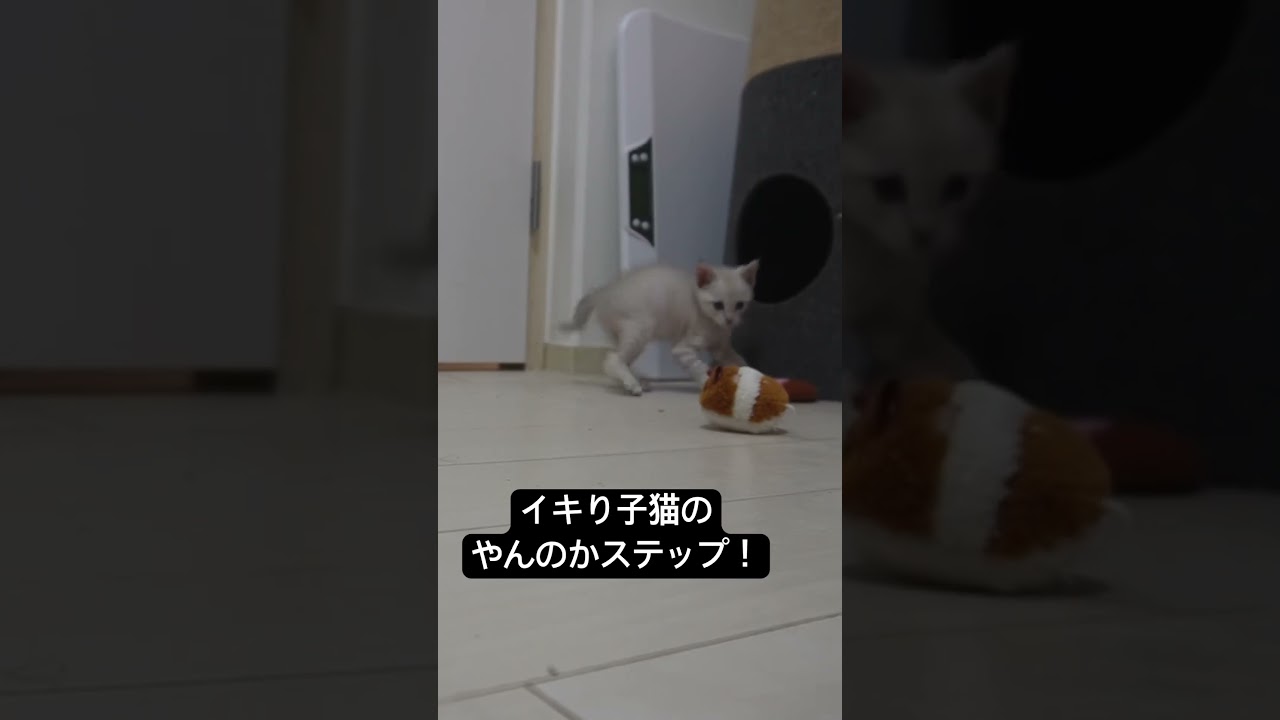 イキり倒し子猫、やんのかステップからのころりん #cat  #猫  #ねこ  #保護猫 #cute #猫のいる暮らし #子猫 #shorts  #こねこ