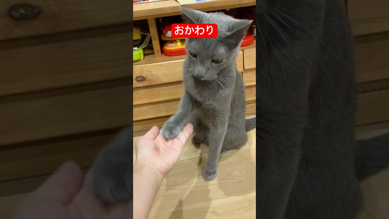 おかわりする猫#ロシアンブルー #猫