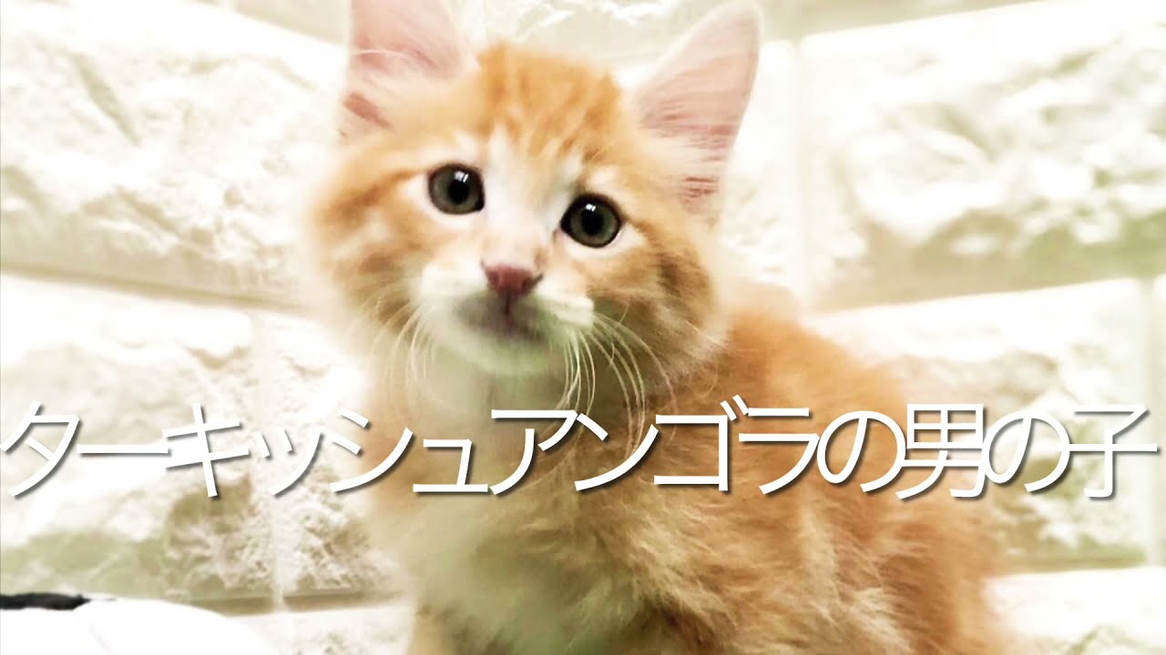 ターキッシュアンゴラの子猫　（和歌山）