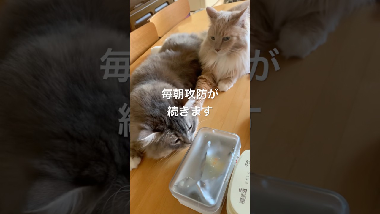 【6/18】毎朝の攻防戦 #サイベリアン #cat #猫のいる暮らし