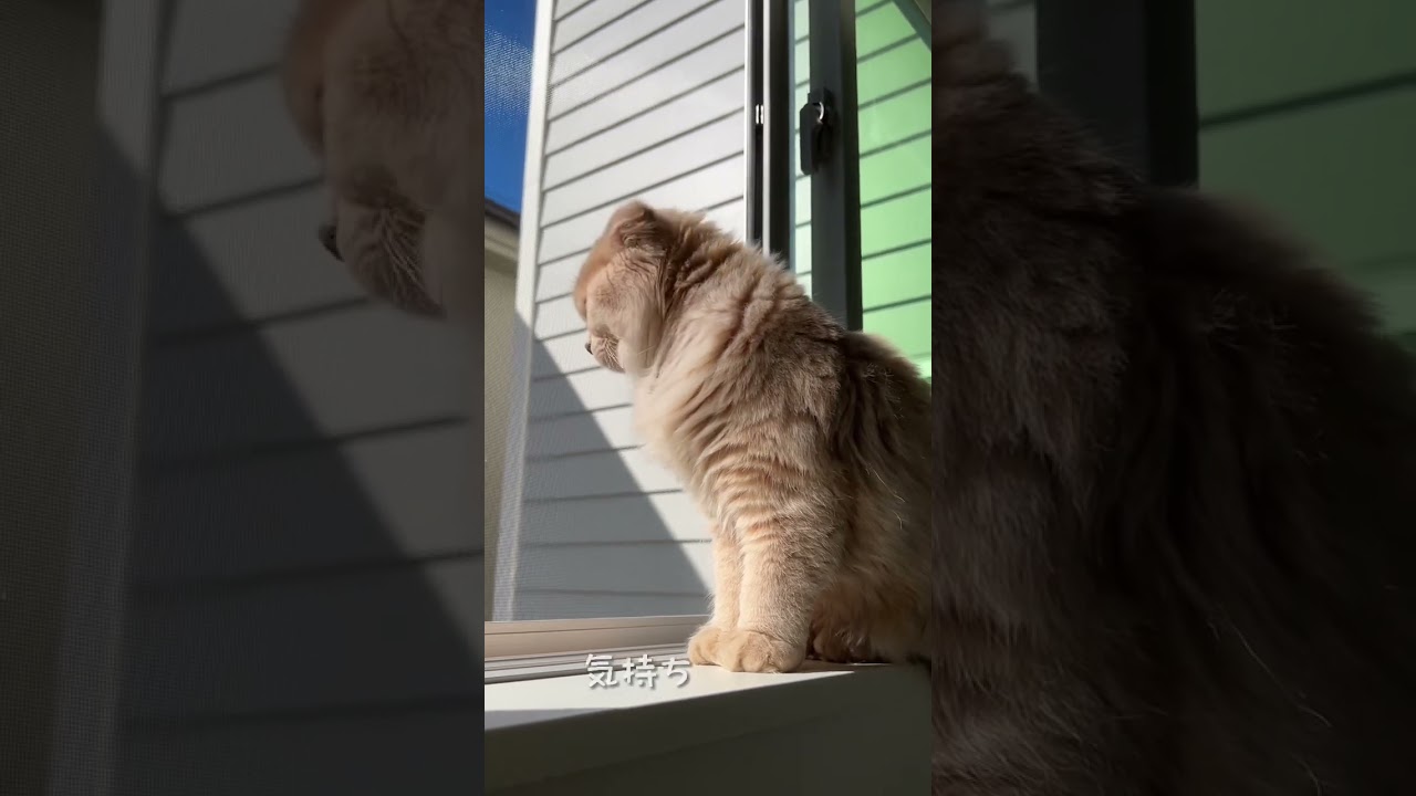 スコティッシュフォールドロングヘアーとラップサイディング