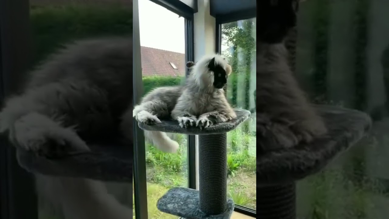 Rare cat breeds.. #shorts #cats #catlover