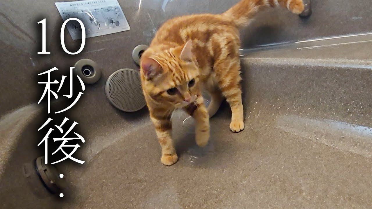 子猫と一緒に生まれて初めてお風呂で...