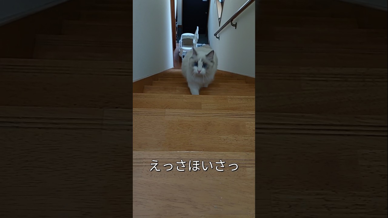 ＃全力階段登り＃ラグドール