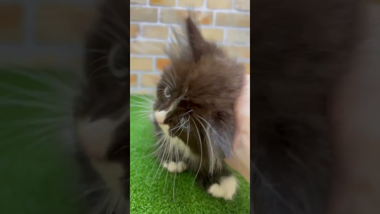 ♡新しいねこちゃん紹介♡ #マンチカン   #cat  #ペットショップ