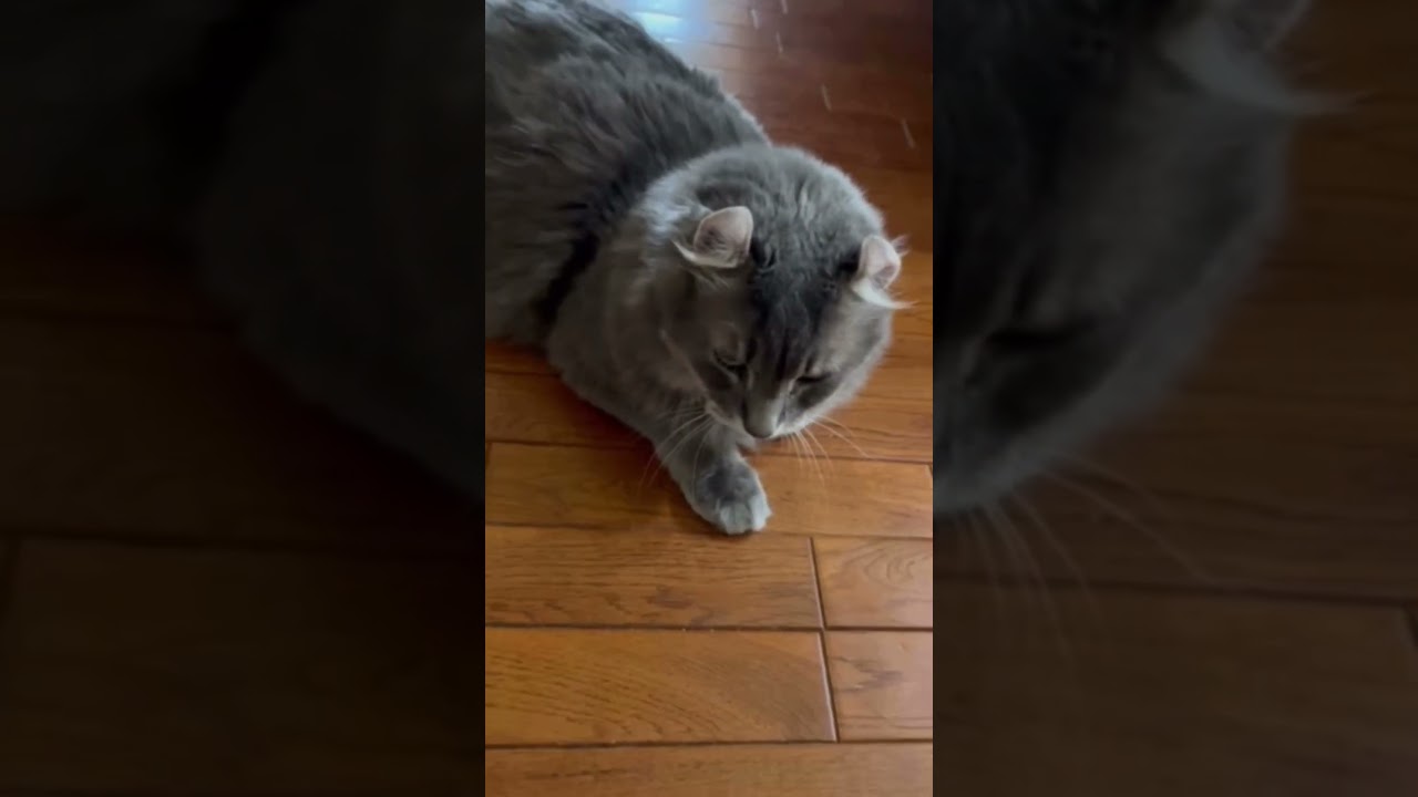 猫動画 #shorts 空腹が止まらない #アメリカンカール