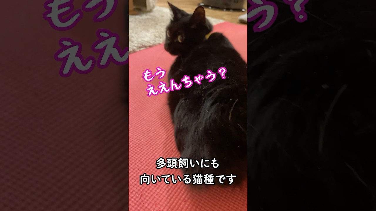 ニャンテコ情報局／猫の生態【ジャパニーズ・ボブテイル】 #cat #にゃんハウス #保護猫 #ねこかつ #ねこ #猫のいる暮らし