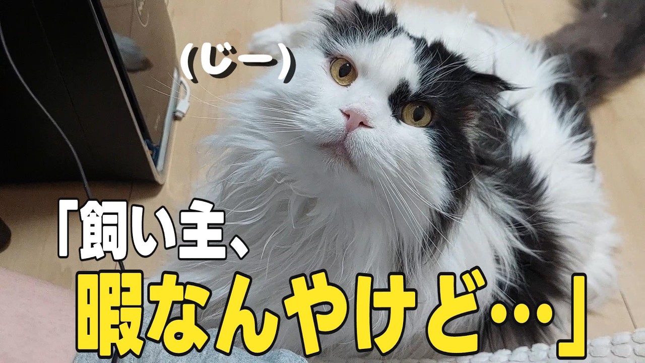 特大級のスコティッシュフォールドは、一番の構ってちゃんでした！