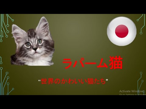 #ラパーム猫　"世界のかわいい猫たち"