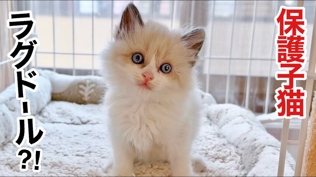 雨の夜､ドブに捨てられた子猫は､まさかのラグドールでした