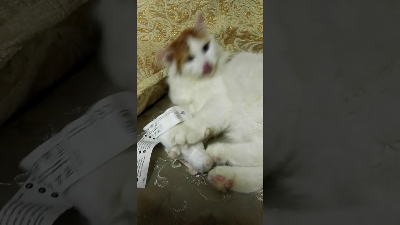 ターキッシュバン