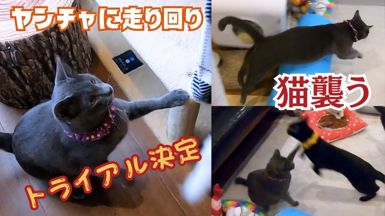 ロシアンブルーに似たやんちゃ猫は好奇心旺盛で走り回りトライアル決定（保護猫カフェ猫の木）十三駅A mischievous cat that resembles a Russian Blue