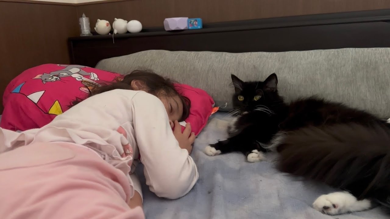 後輩猫と案外仲良くやっていた猫　ラガマフィンA cute cat looking relaxed. Ragamuffin